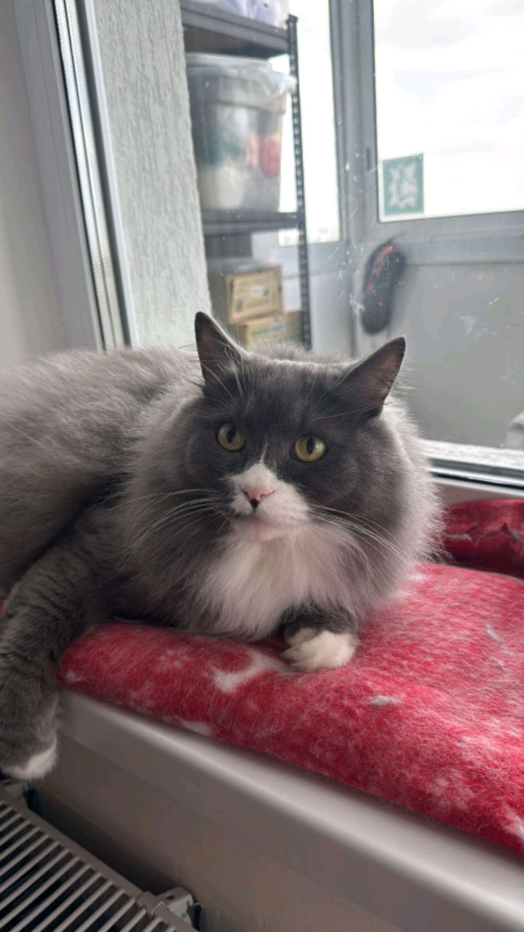 сумасшедший котик