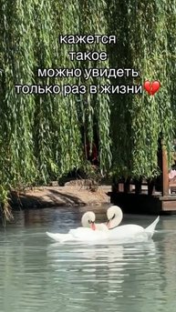 #танец #лебеди #лебединоеозеро