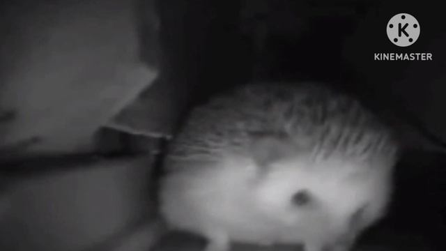 Ёжик чихнул и пукнул но наоборот