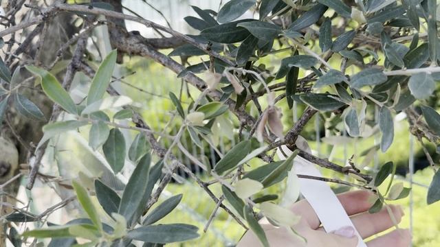 Олива EUROPAEA, CLT 600, BONSAI, TELLER