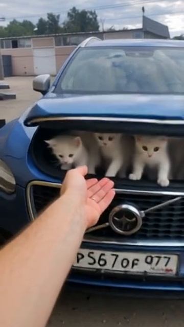 Volvo Мяу-дизайн.mp4