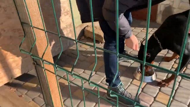 Советы владельцам собак. Как научить собаку заходить в вольер. Уроки от Gratsiano