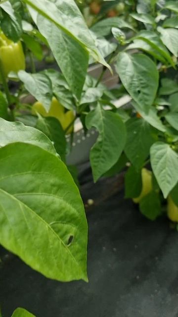 Первые перчики)))