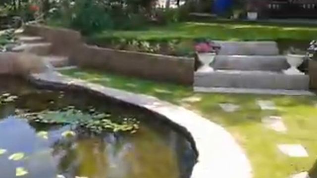 Мой пруд,июль