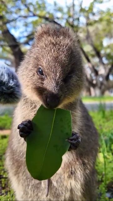 После этого видео вы снова станете психически здоровыми.
Распространите