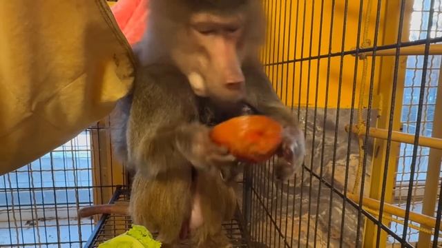 Мы пришли к гамадрилятам с Ангелиной, а они новый гамак разорвали за ночь на лоскутки)))