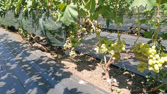 Виноград Желтая река (Новак В.) 16.08.25г.виноградник Король В.Н. г.Краснодар Slava.King2007@mail