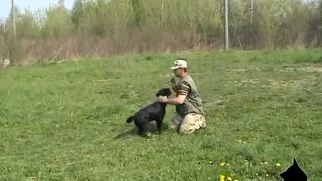 Дрессировка щенка от Павла Шульги