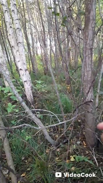 Срубать деревья ? 😉