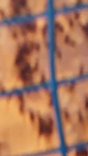 Тигры и не только!