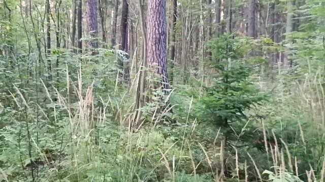 Август и мы гуляем в Черняевском лесу.