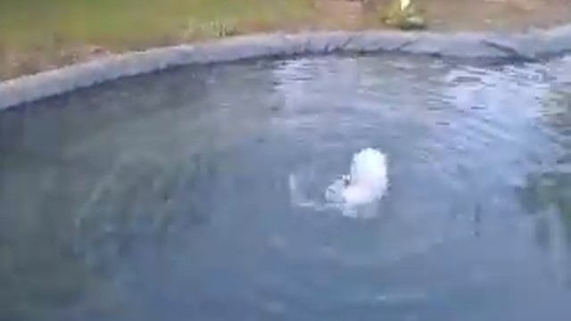 Пруд(CEZET) на даче под Обнинском.