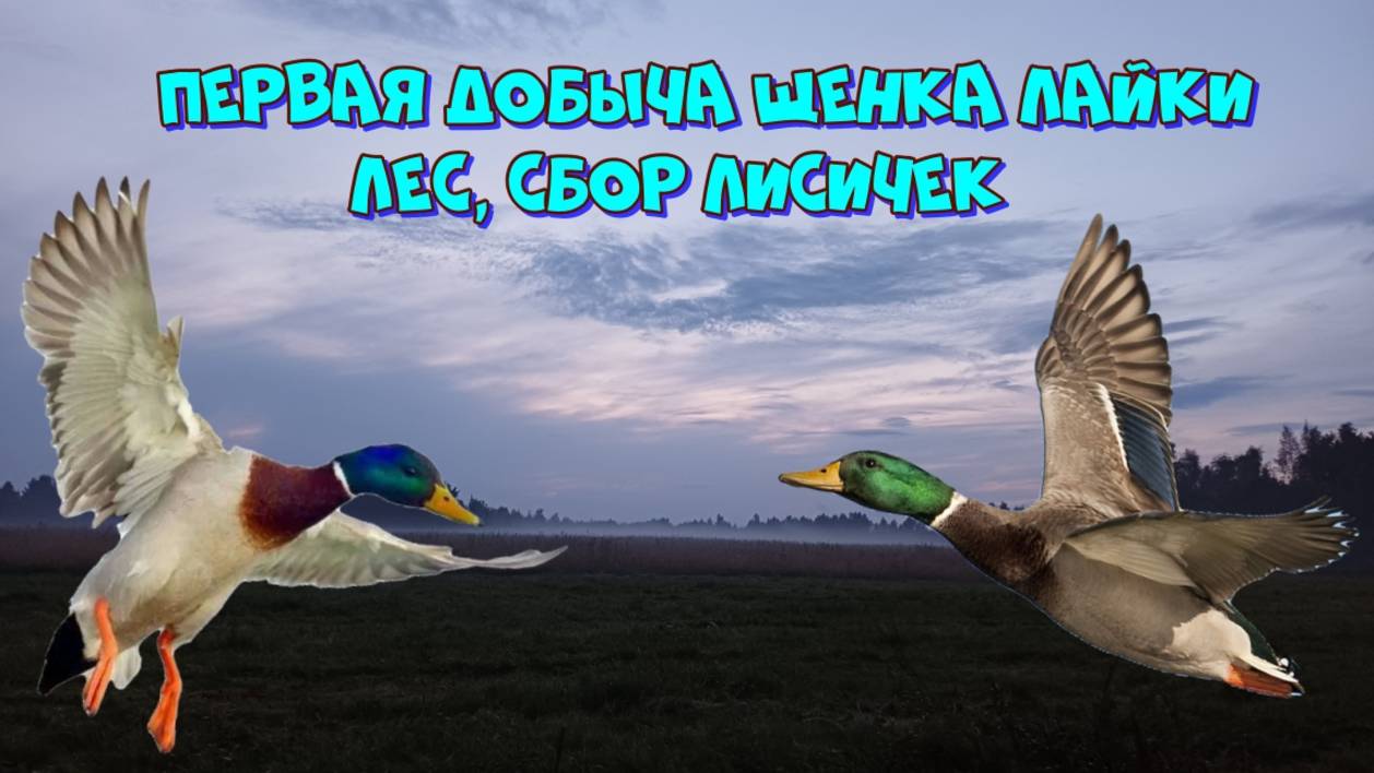 Первая добыча щенка лайки. Лес, сбор лисичек 👍