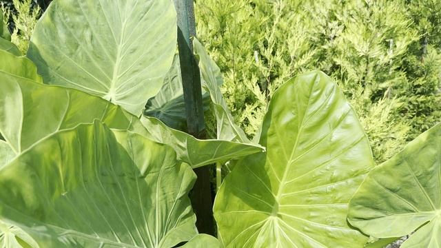 Алоказия, CLT 7