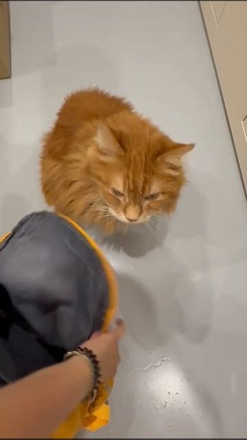 кот в сумке 🤣