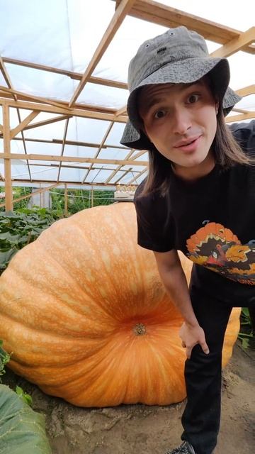 Тыква весом в тонну!