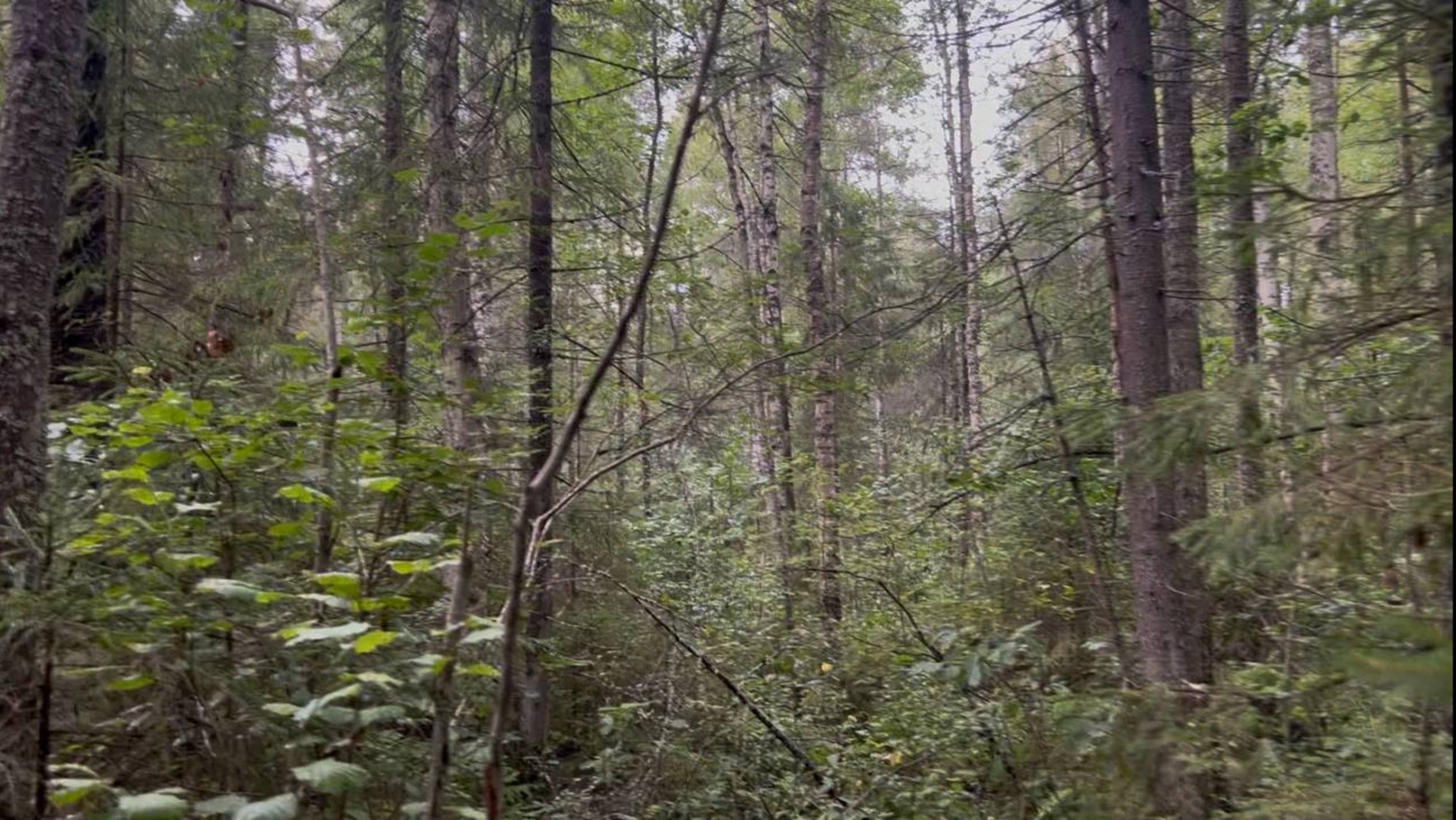 Прогулка по лесу. Болтаю о том, о сем…