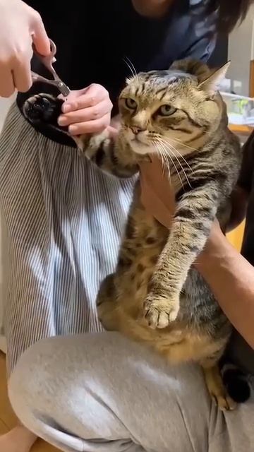 VID_20250817_085015_268.mp4