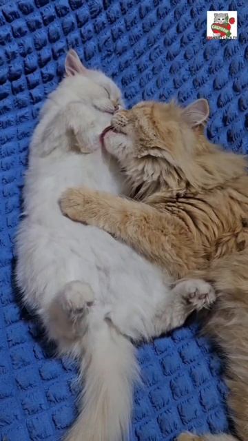 Сладких снов 🌜😽💓😽🌟