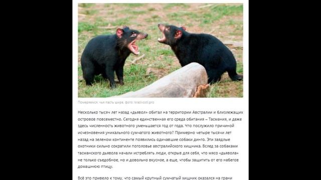 Про тасманского дьявола.
