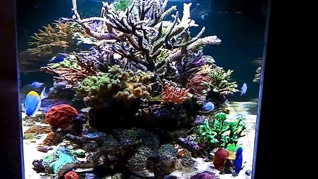 Бабочка почти месяц спустя.