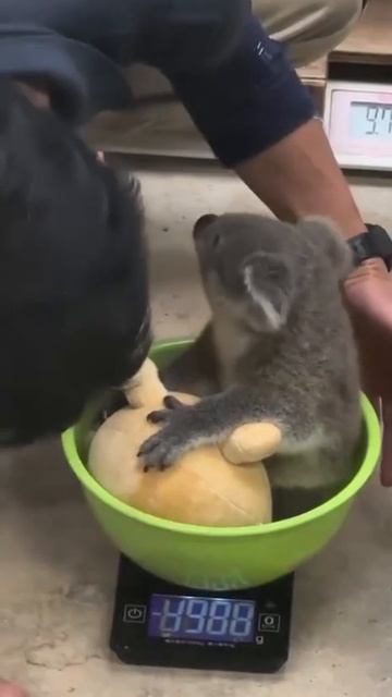 Так взвешивают детёныша коалы — эти зверята не отходят от матери и цепляются за неё днём и ночью