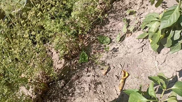 17 -08-2025 года. Что делать с урожаем🍅🫑🍆🥒 Времени осталось мало.