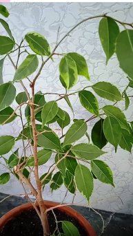 Сколько времени нужно фикусу бенджамина чтобы нарастить листву если сбросил