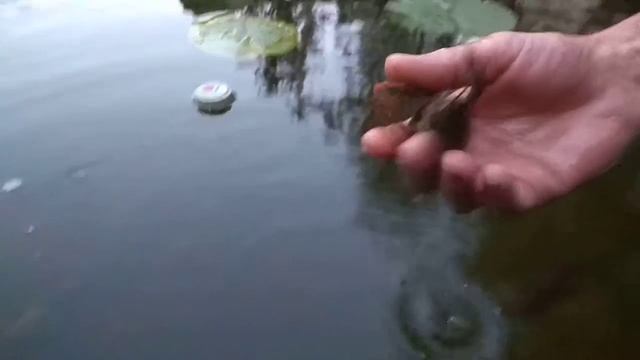 Вторая партия раков 5шт.в пруд. 2018.08.10