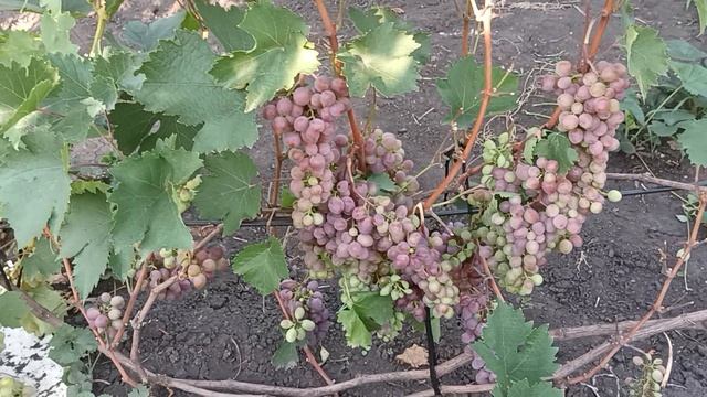 Виноград Юпитер Цимус Руслан Помпей Пальчик розовый Ливия Лучистый Атос - Часть 3.