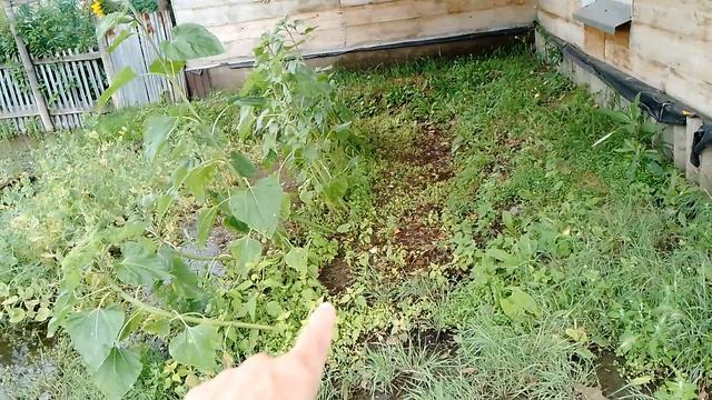 17.08.25.опять осушения огород