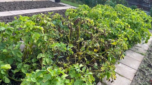 Сидераты, для чего нужны и как действуют на почву