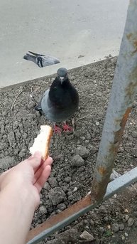 голубок🕊️