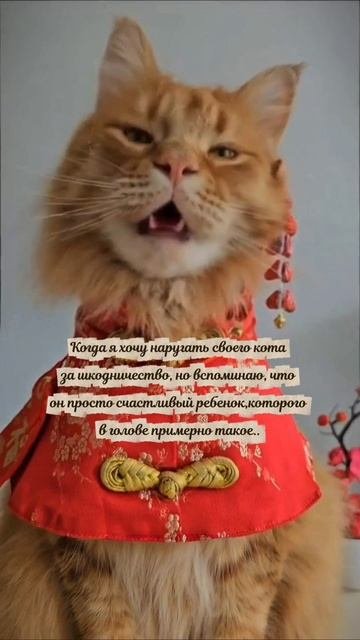 Малышок 👶
#кот #животные