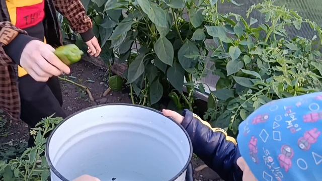 ДОЖДИЩЕ ЛЬЁТ 🤦♀️ГОТОВЛЮ/САДИМ ГОРТЕНЗИЮ, ВИНОГРАД В ТЕПЛИЦУ.