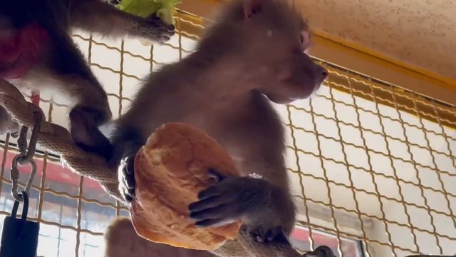 Кот Басик ВЫРВАЛСЯ на СВОБОДУ, а мама Лида с Анфисочкой уплетают за обе щеки вкусняшку-зеленушку)))