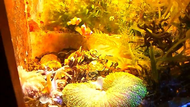 Оцилярисы для ковровой Актинии Хадони.