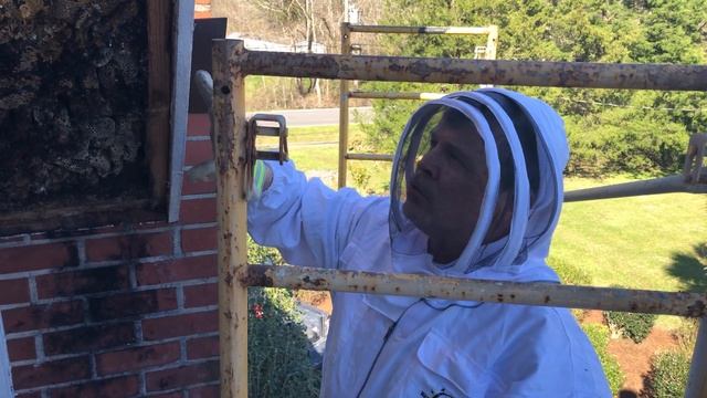 Мы вскрыли гнездо пчёл в стене — и внутри нас ждал настоящий мёд