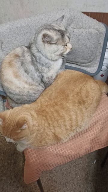 Стул занят #котики