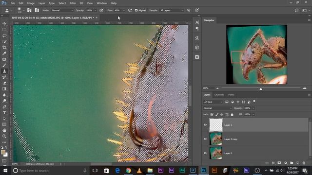 #AskPiX - Removing Haze or Halo Around Insect Hair Feat. Denis Hogan