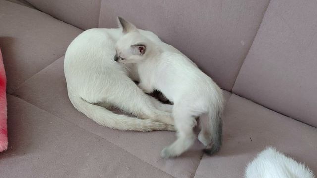 Тайские кошки и котята
