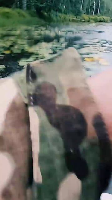 Пытаемся поймать рыбу в дождь. #карелия #рыбалка