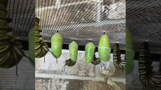 VID_20250817_105551_766.mp4