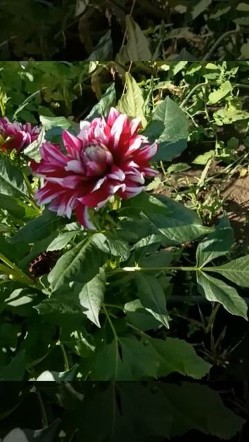 🌸АВГУСТ 🌸 ЛЕТО_НЕЛЕТО 🌸 МОЙ ГЕОРГИНОВЫЙ РАЙ 🌸🌸🌸