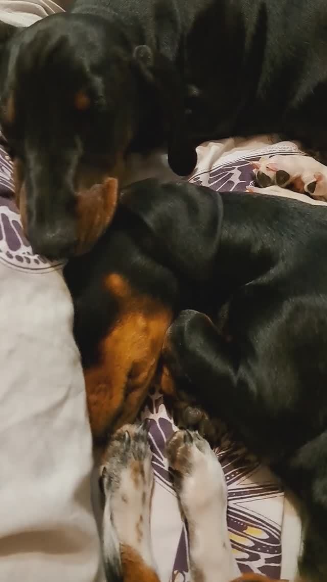 Мои любимые собачьи девчонки!😍😍😍