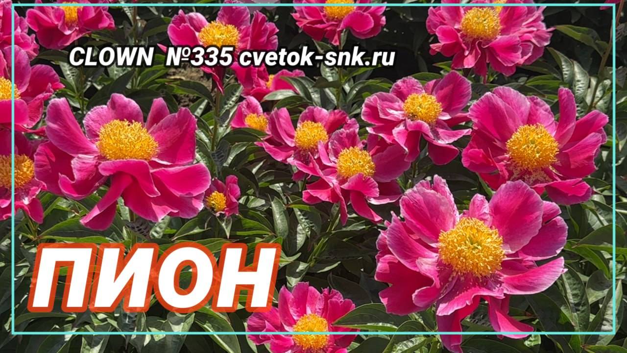 ПИОН "CLOWN"/Сад Ворошиловой