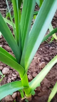 Как правильно подкормить чеснок золой и уксусом