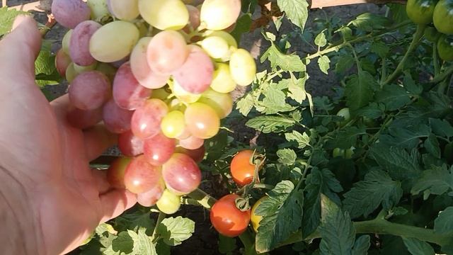 Виноград Аркадия Велес Сенатор Мальчик с Пальчик Ландыш Бананас Императрица памяти Учителя - Часть 1