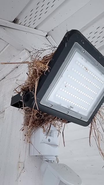 Птицы хотят спалить мой дом?)