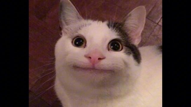 коты мемы | 3 серия | история | продолжение серии " не везуха"